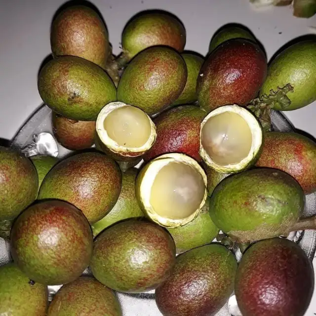 Buah matoa lokal
