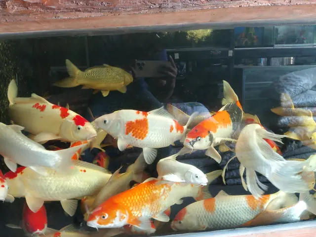 Ikan Hias Koi